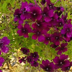 Meet your Posher, Betty